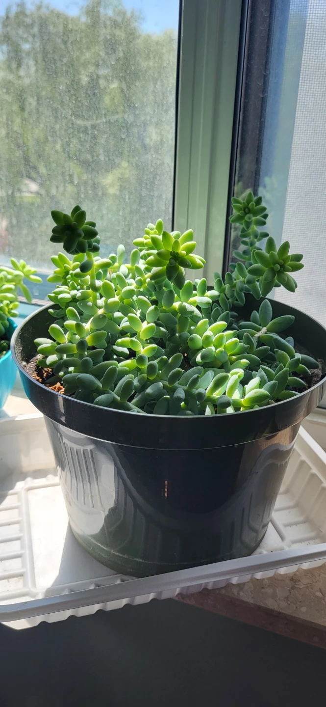 Burro's Tails succulent