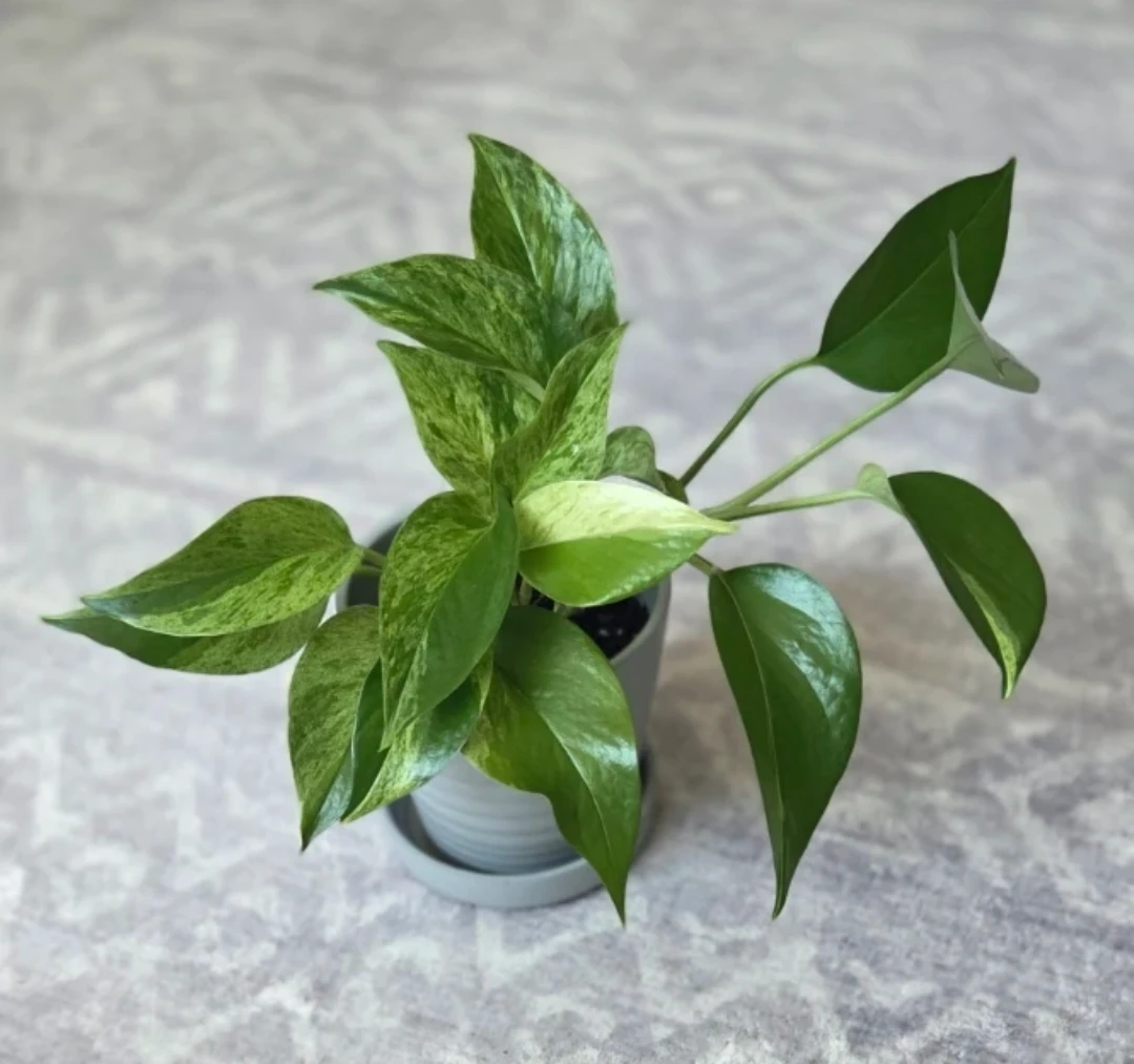 Marble Queen Pothos 🪴