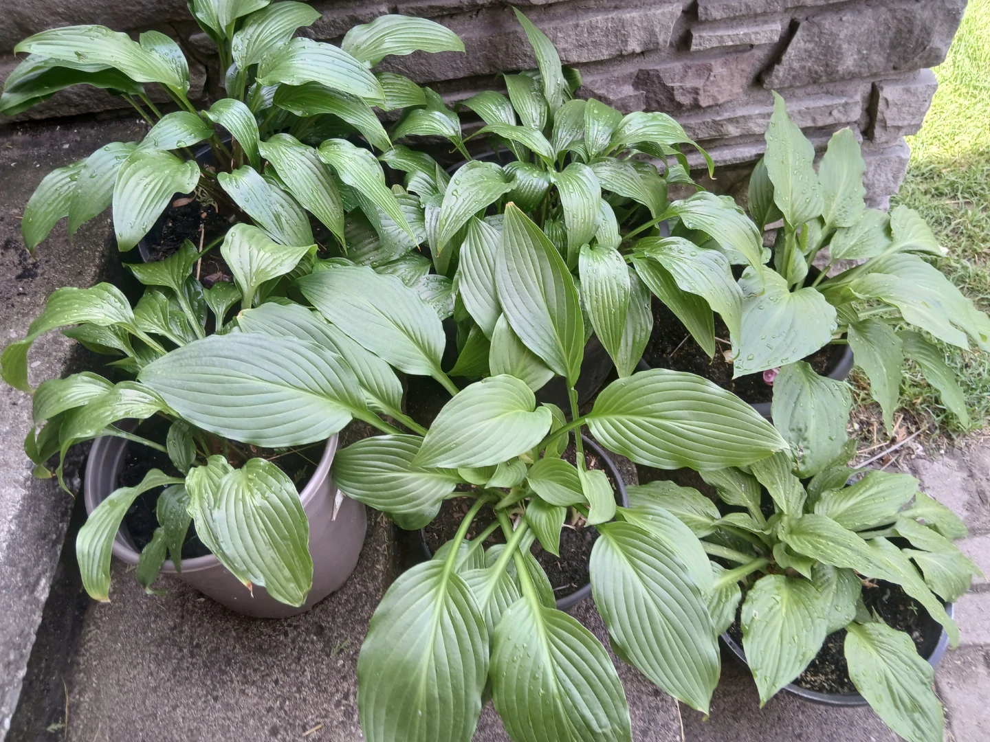 Hosta Plants in pots, 6pots for $30
