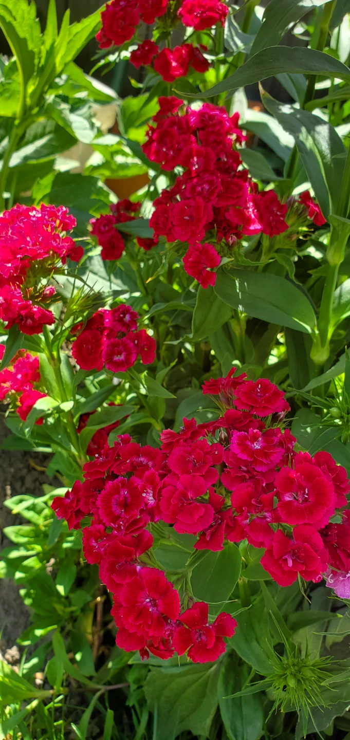 Sweet William