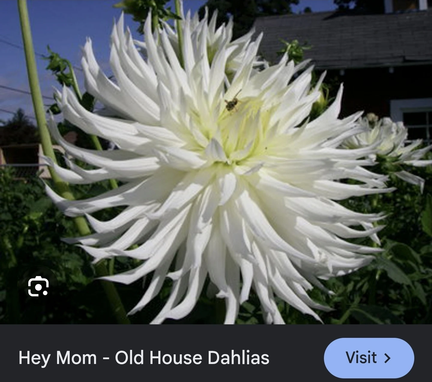 Dahlia tubers - Hy mom, pooh, Babylon red. - photo 3