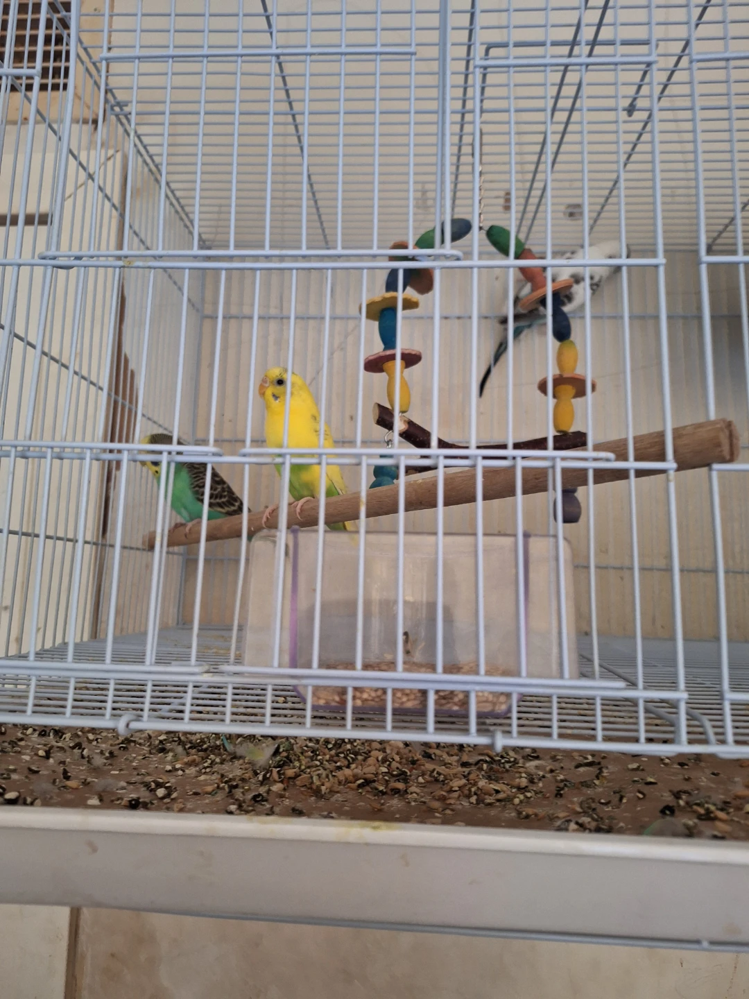 Budgie Cage with Birds