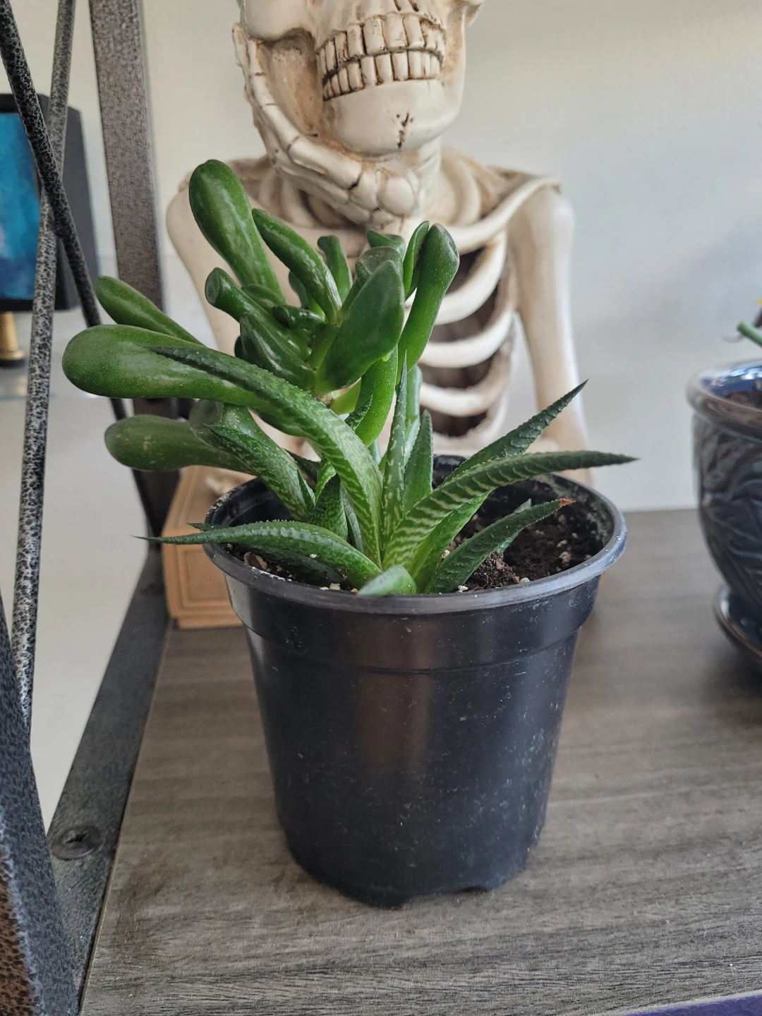 ⚽️ Succulent Plant in Black Pot