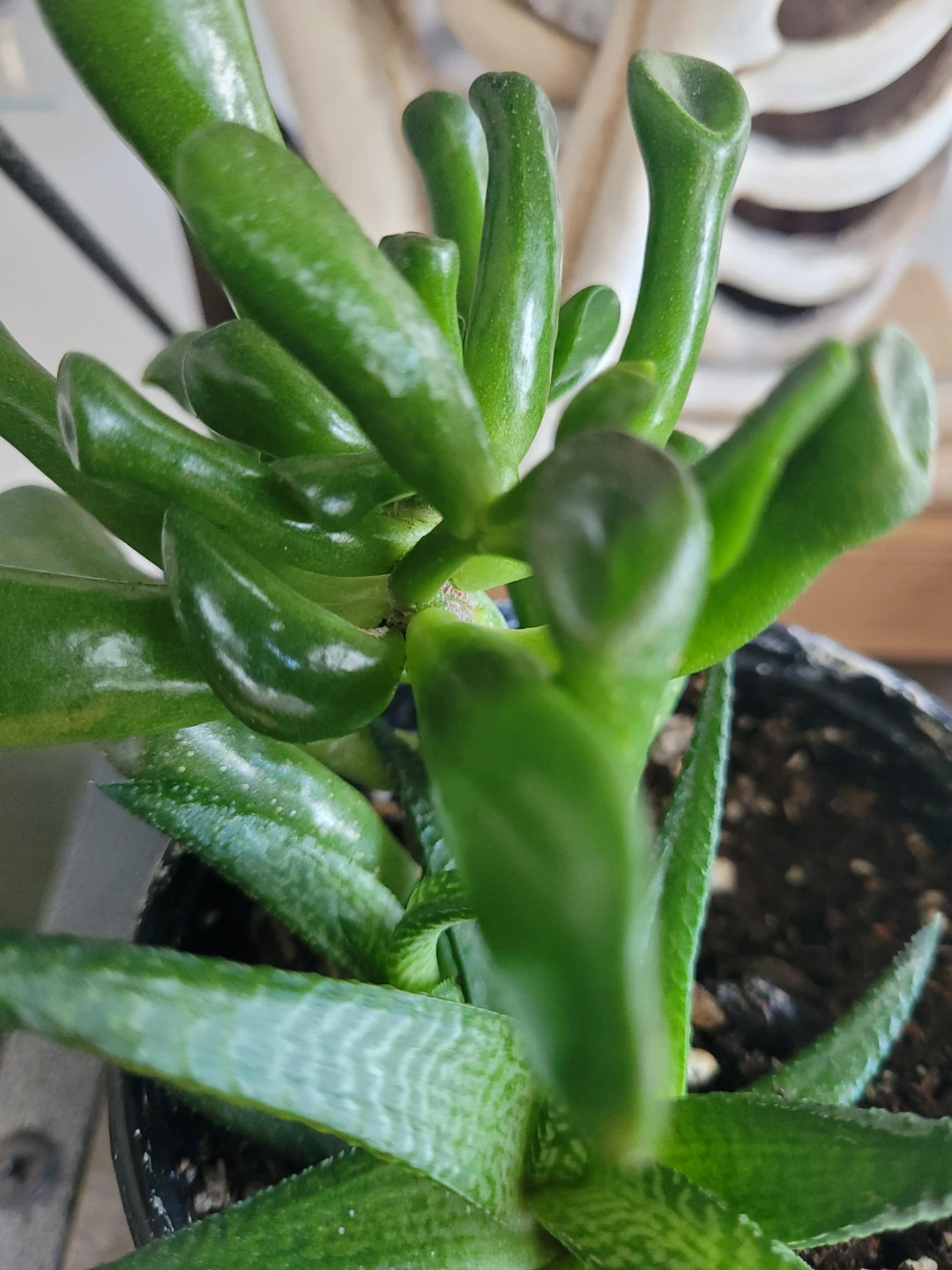 ⚽️ Succulent Plant in Black Pot - photo 3