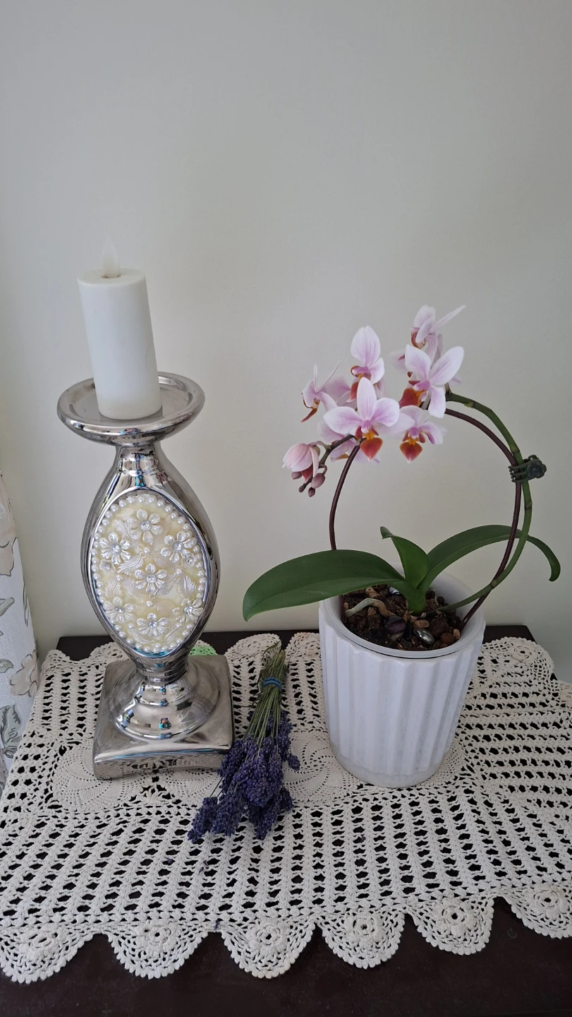 Pink and White Phalaenopsis Orchid Plant