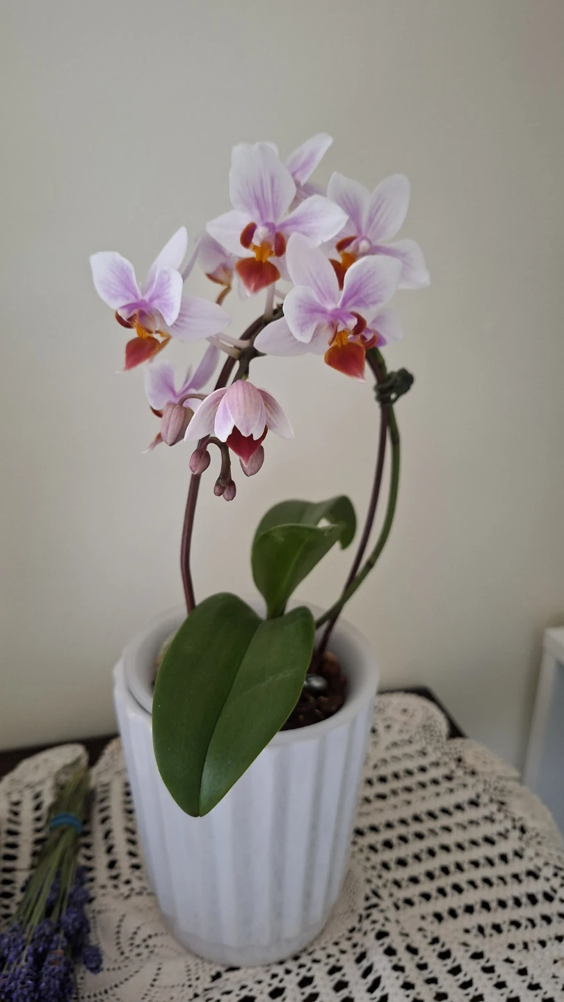 Pink and White Phalaenopsis Orchid Plant - photo 2