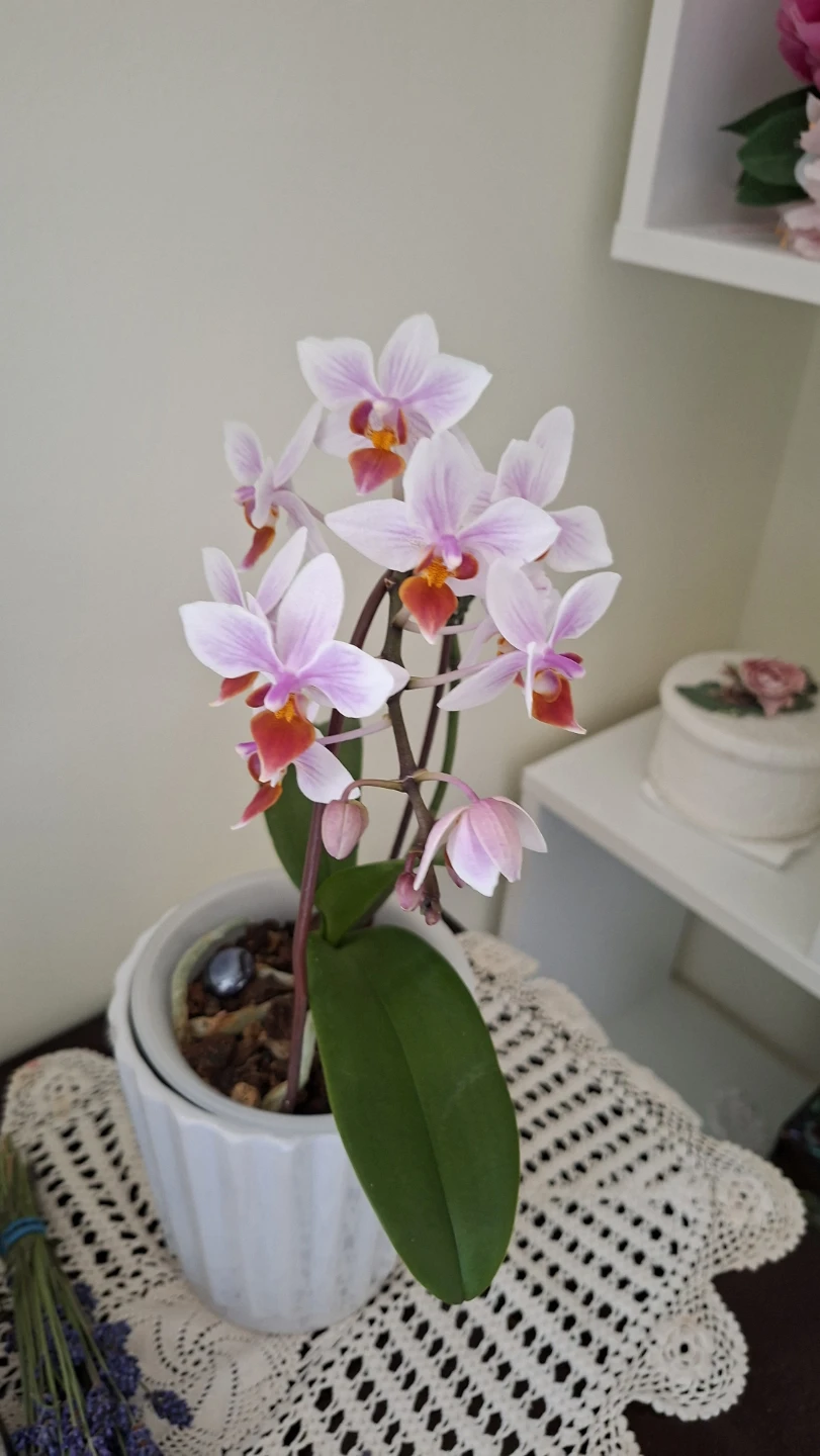 Pink and White Phalaenopsis Orchid Plant - photo 3