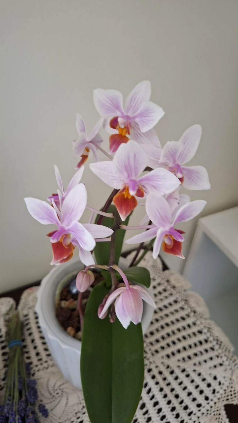 Pink and White Phalaenopsis Orchid Plant - photo 4