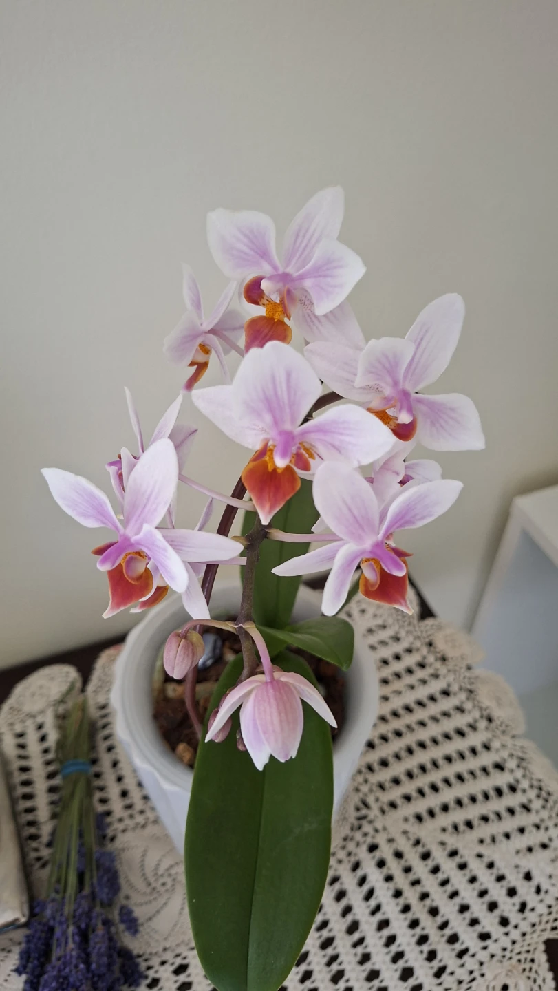 Pink and White Phalaenopsis Orchid Plant - photo 5