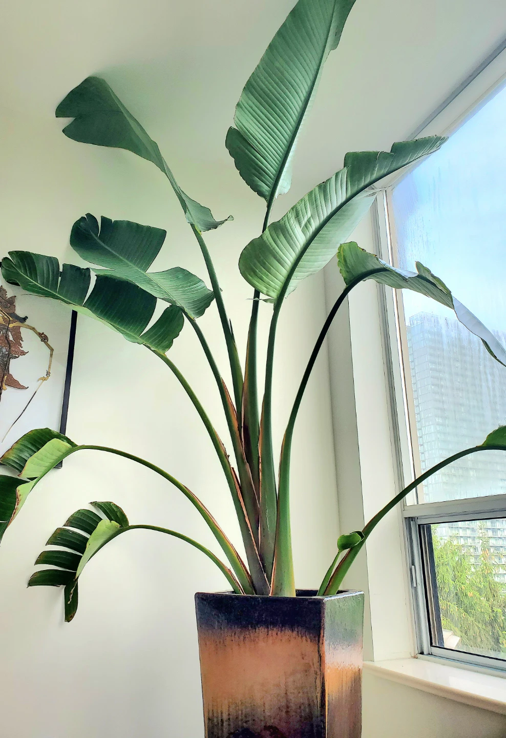 9ft Tall Bird of Paradise Plant in Ceramic Pot