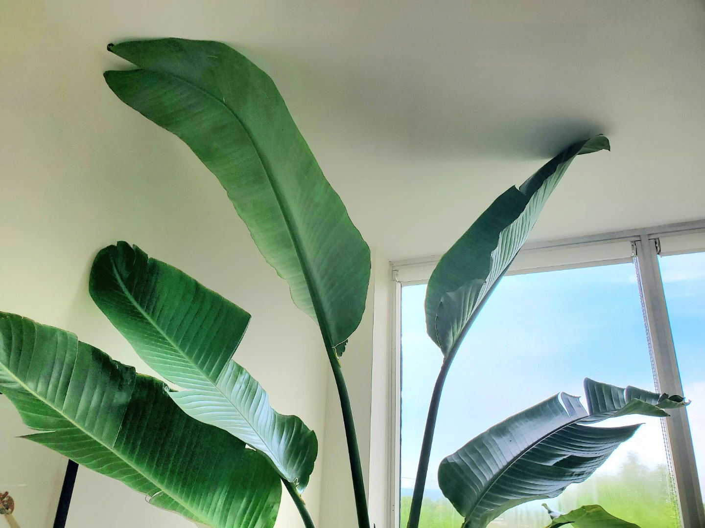 9ft Tall Bird of Paradise Plant in Ceramic Pot - photo 3