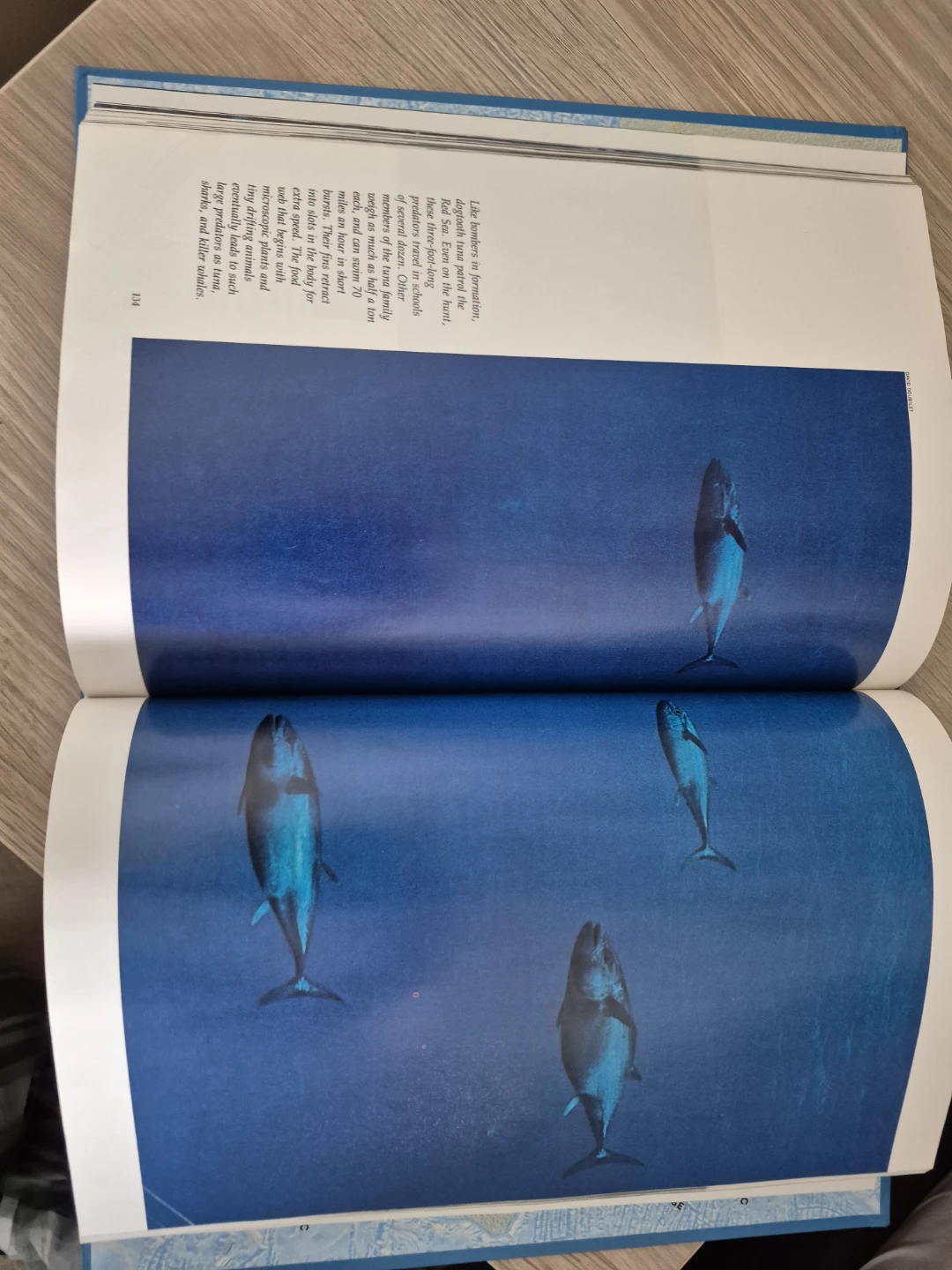 ⚽The Ocean Realm National Geographic Society Book - photo 5