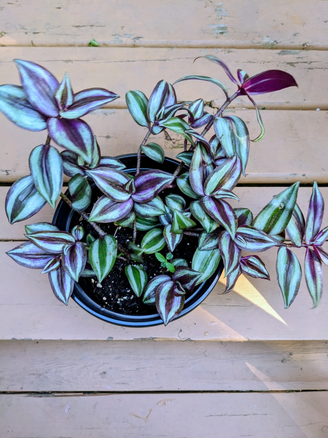 INDOOR / HOUSEPLANTS / TROPICAL PLANTS - photo 3
