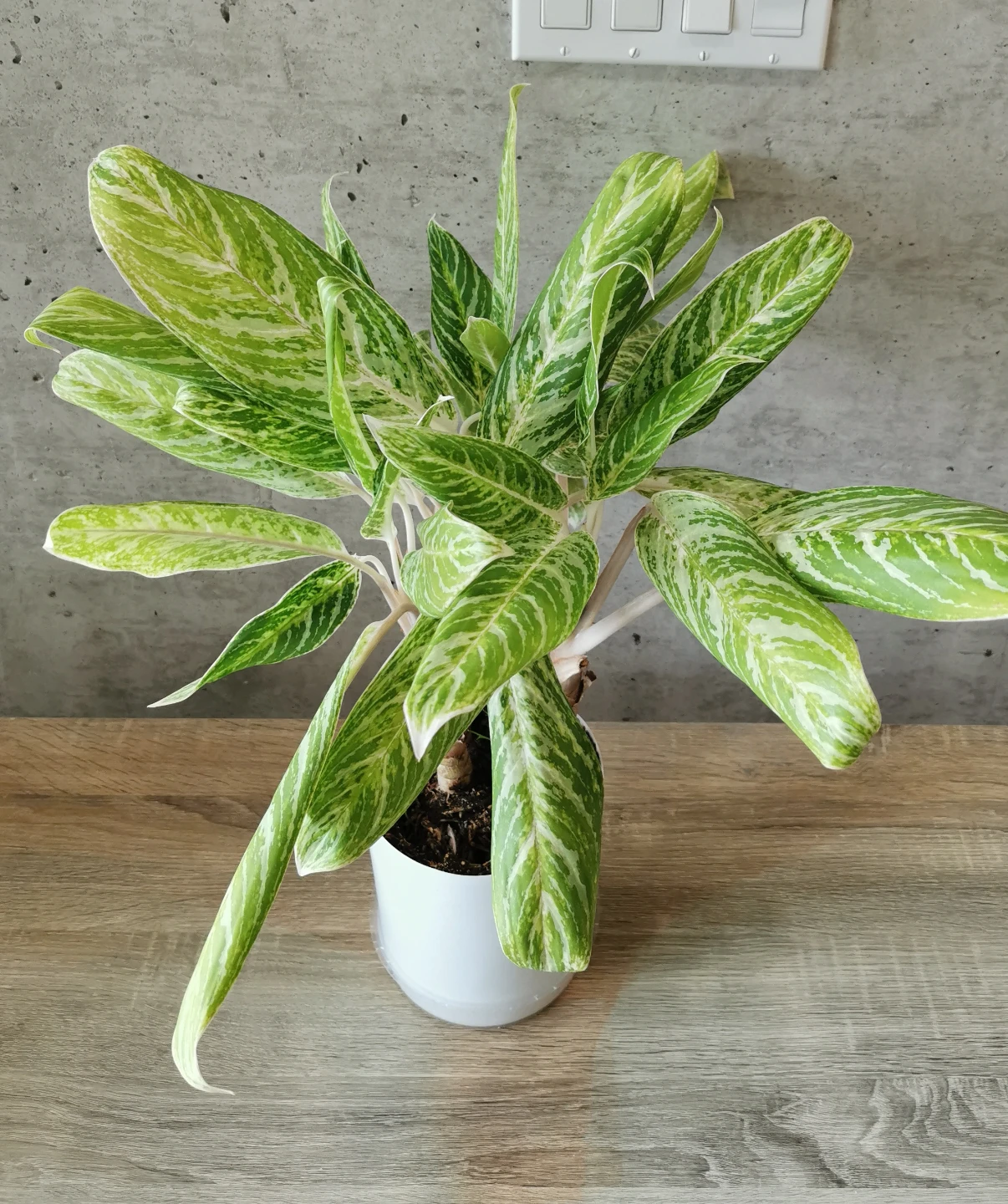FREE! Aglaonema 'Golden Madonna' Plant