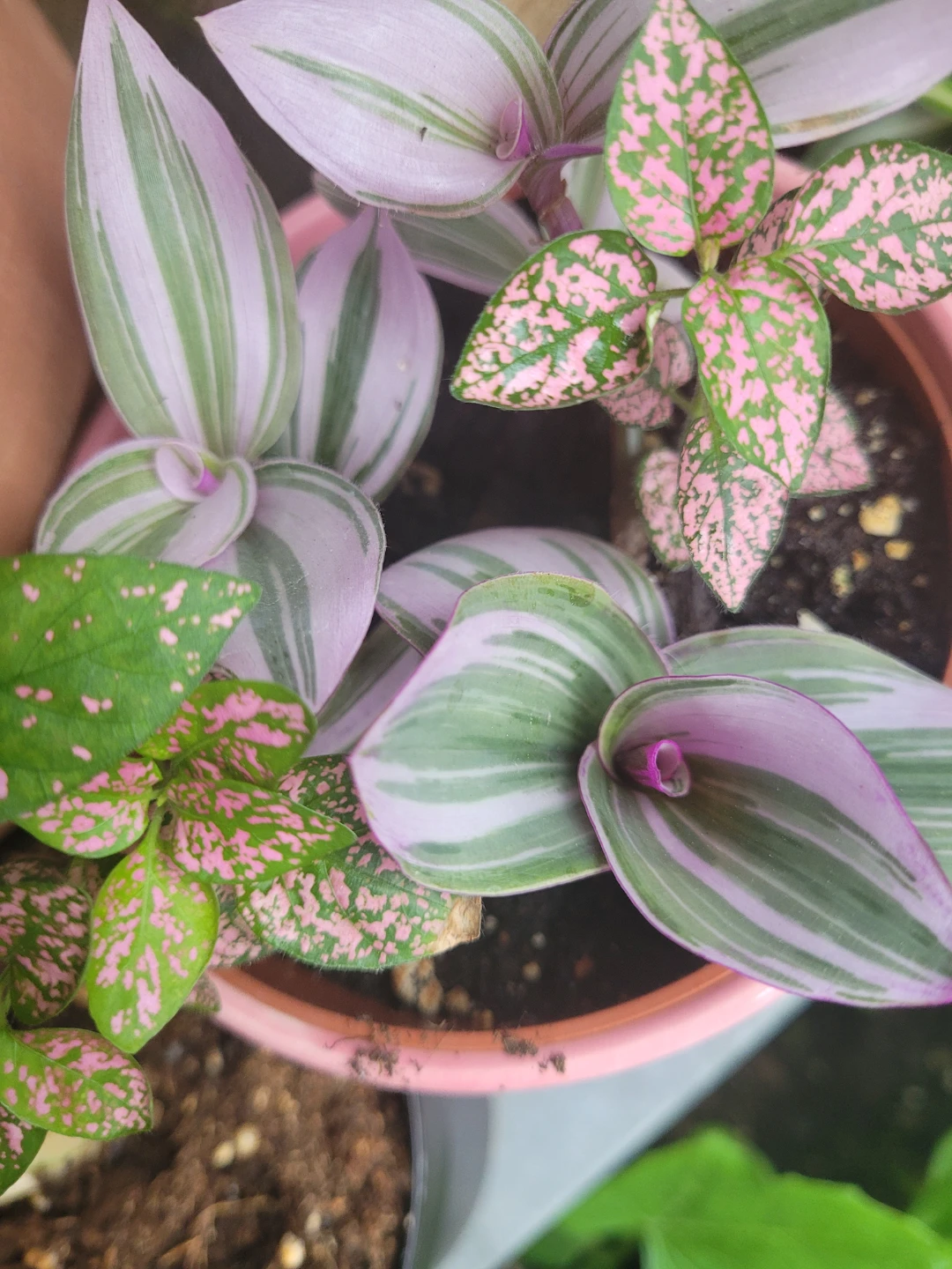 Pink Polka Dot Plant and inch plant Pink Pot