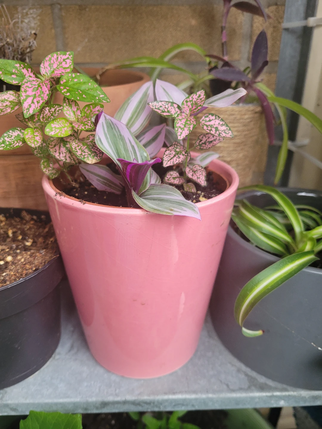 Pink Polka Dot Plant and inch plant Pink Pot - photo 2