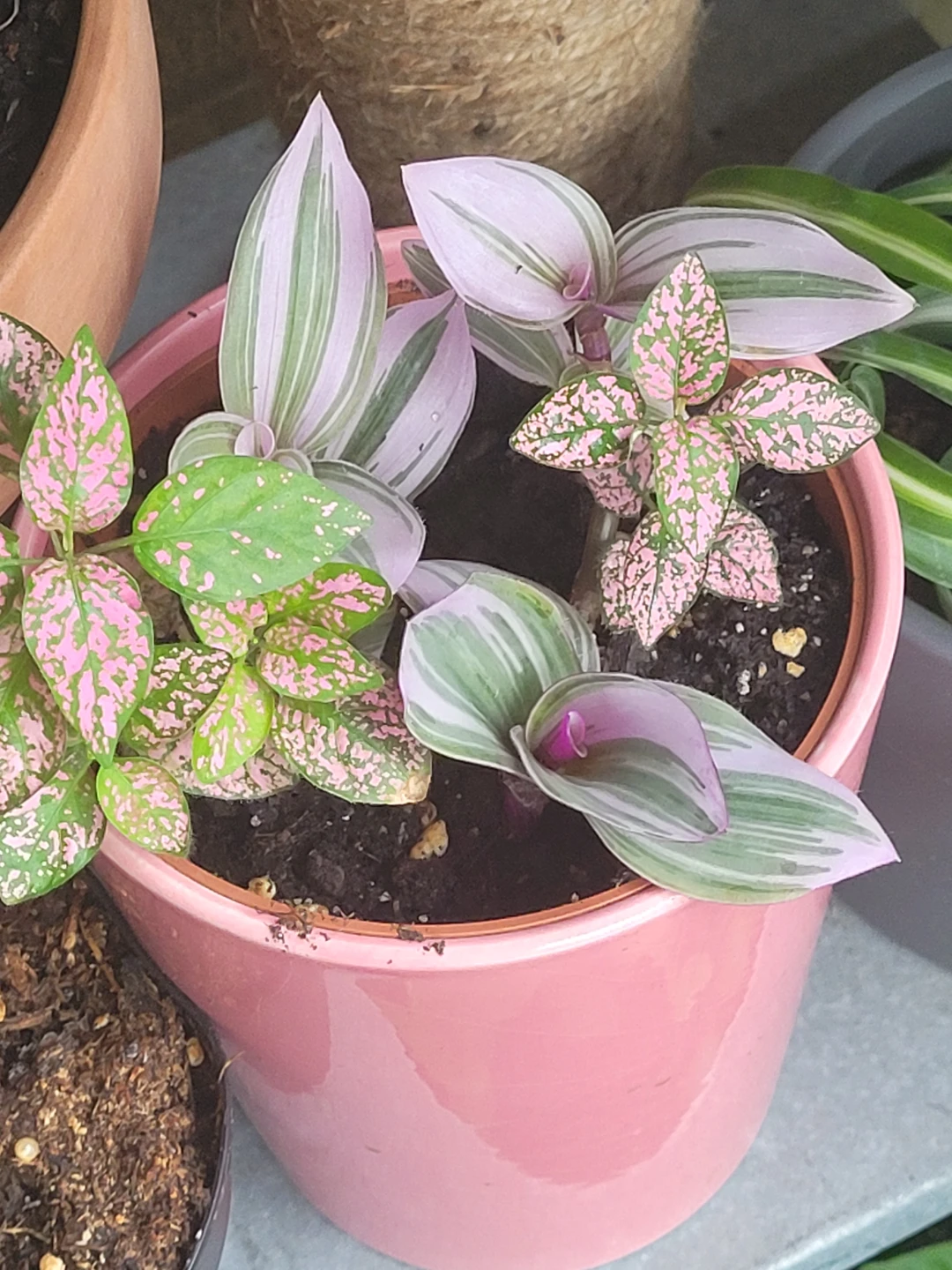 Pink Polka Dot Plant and inch plant Pink Pot - photo 3