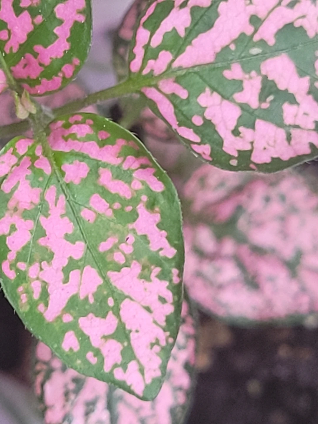 Pink Polka Dot Plant and inch plant Pink Pot - photo 4