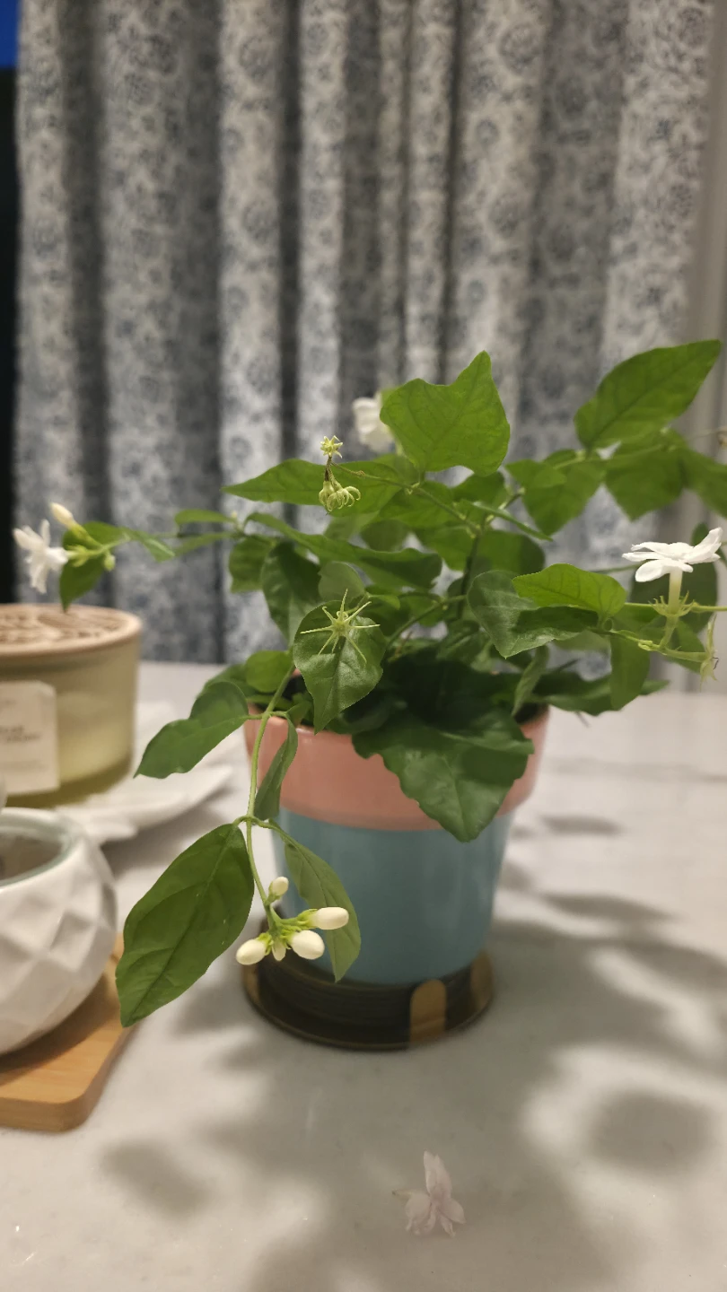 Flowering Jasmine Plant in a ceramic pot - photo 5