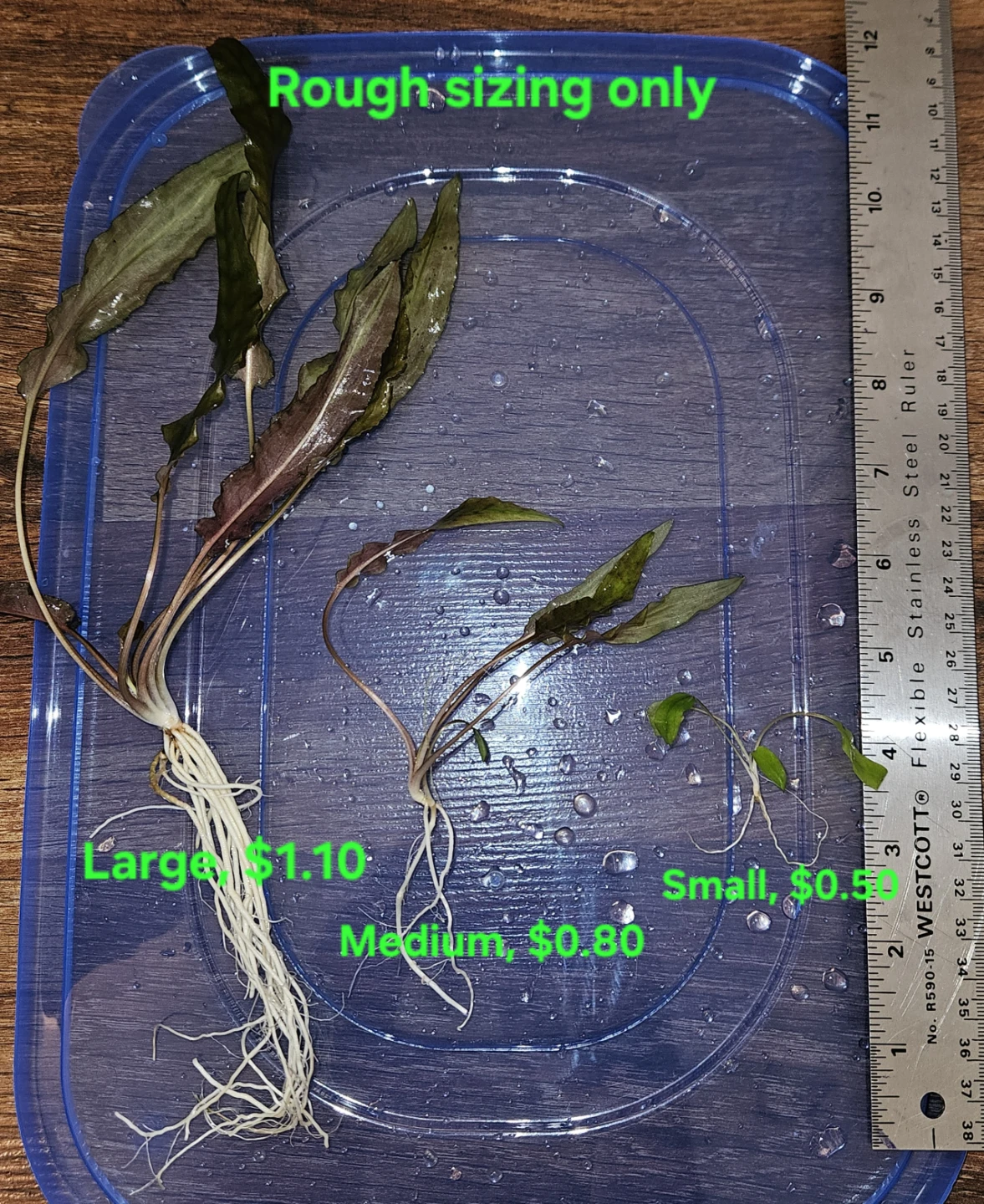 50% OFF Cryptocoryne Wendtii "Brown" - photo 2
