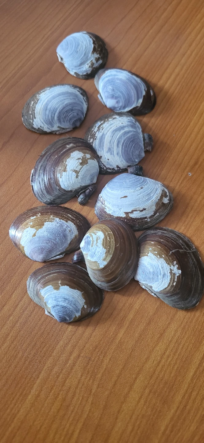 Lot of 10 Clam Shells
