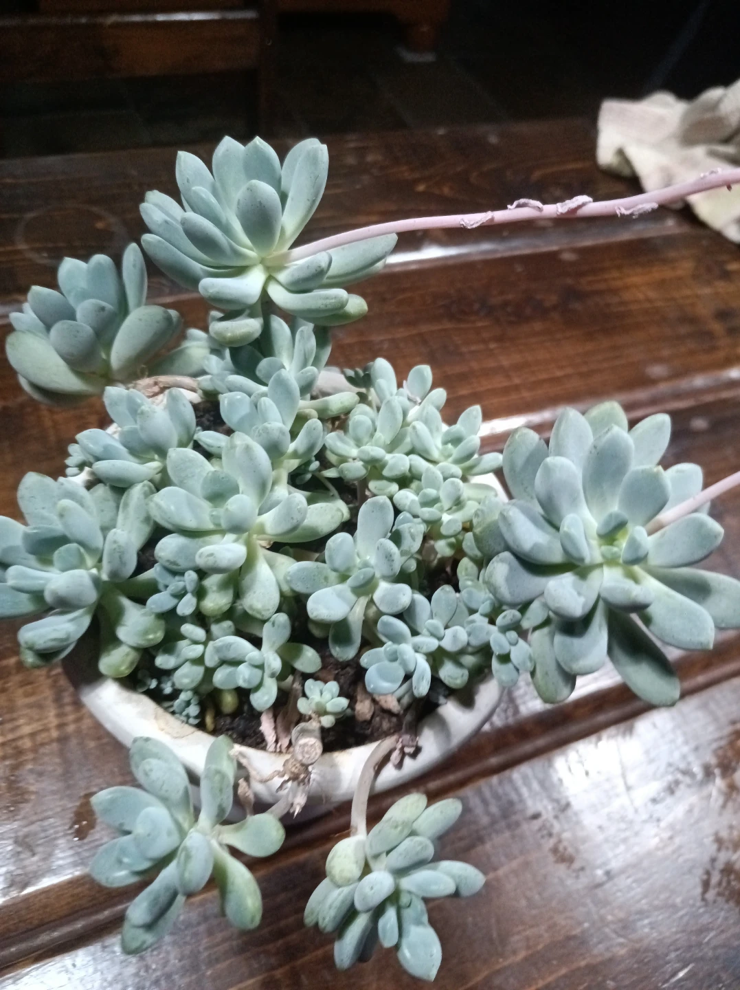 Graptopetalum succulent - photo 2