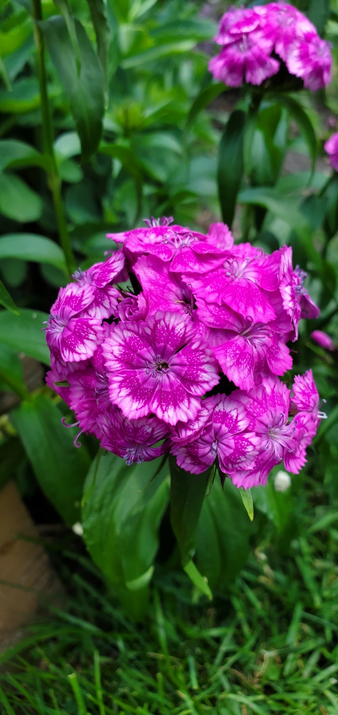 Sweet William - photo 2