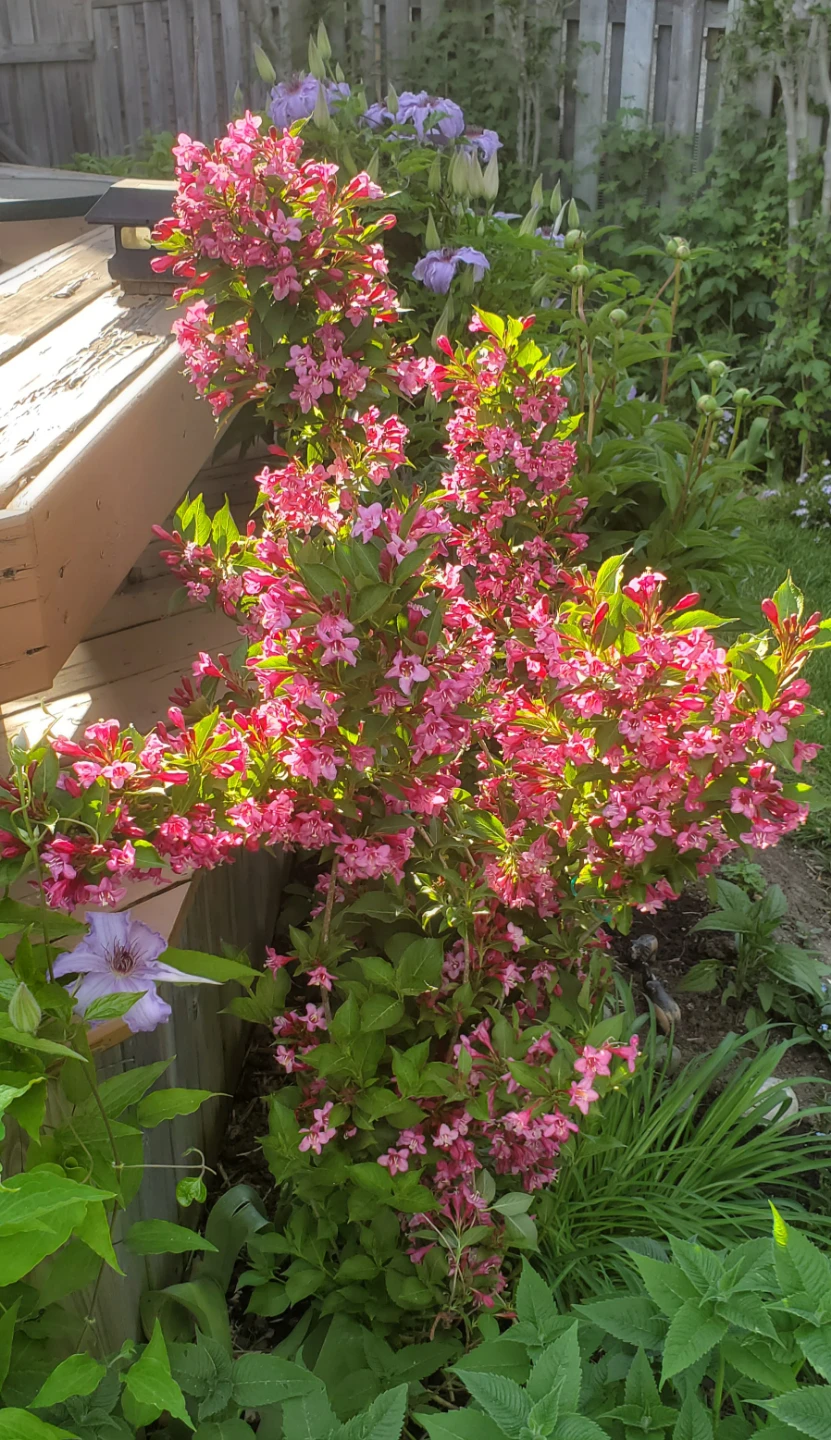 Reblooming Weigela - Sonic Bloom Pink