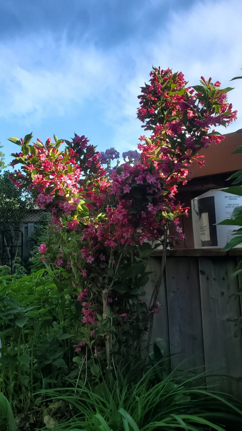 Reblooming Weigela - Sonic Bloom Pink - photo 2
