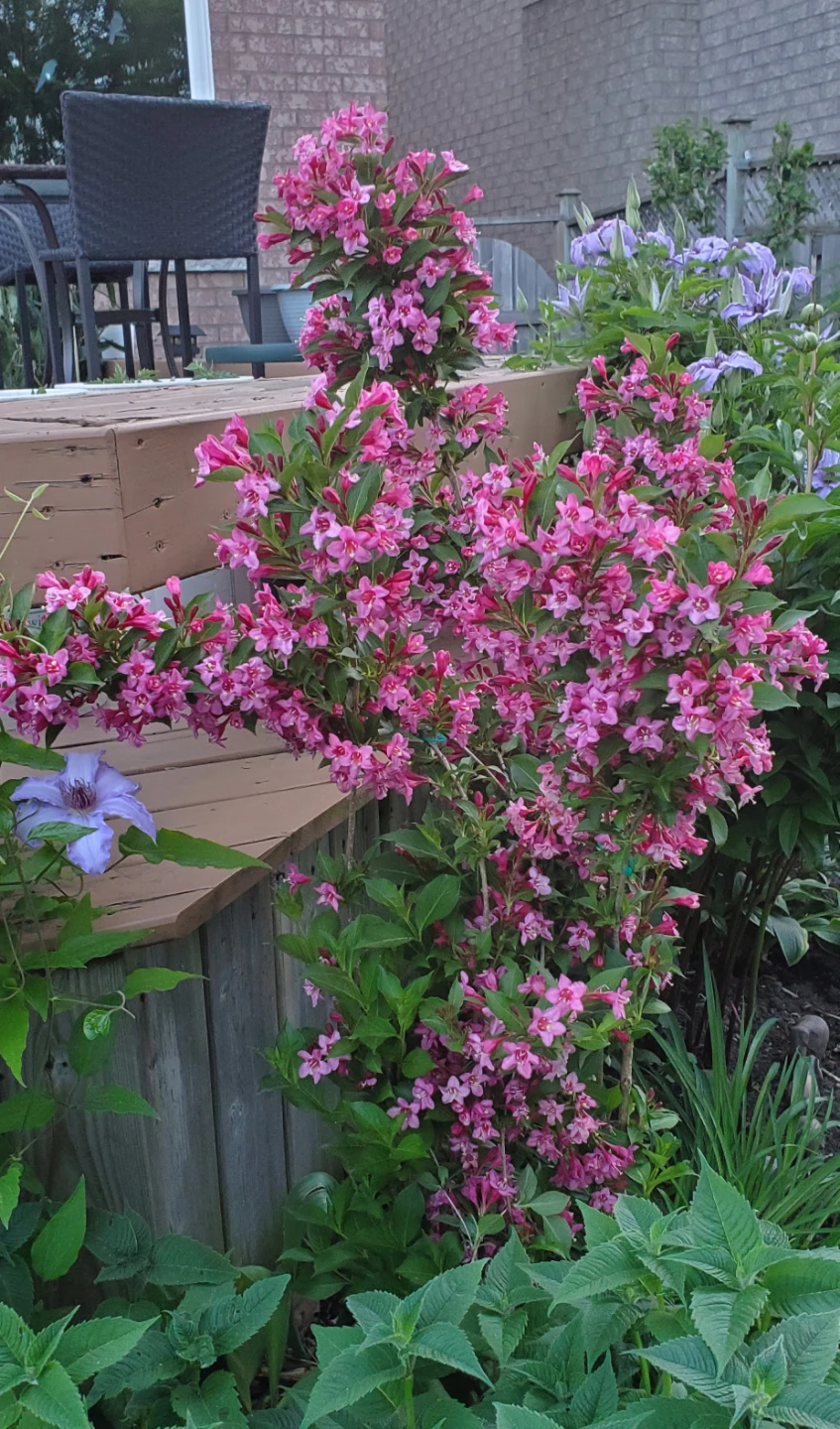 Reblooming Weigela - Sonic Bloom Pink - photo 3