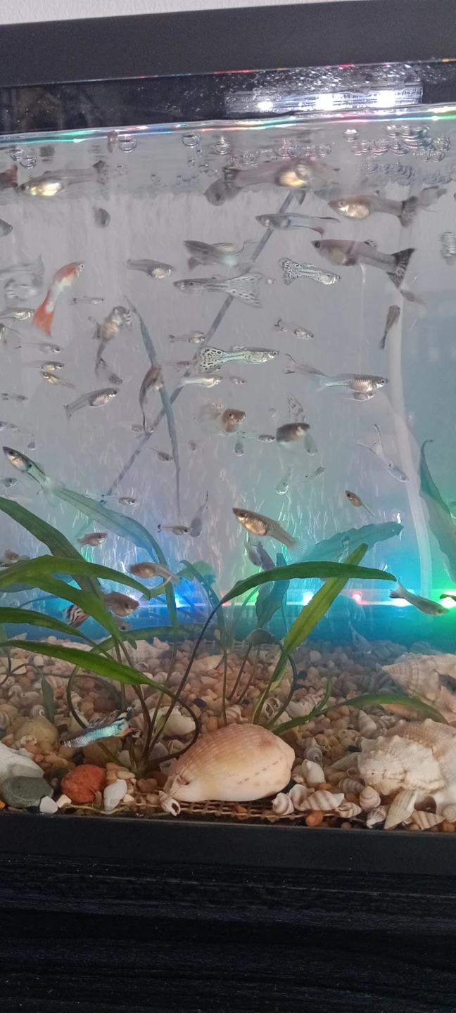 🔥🔥🔥🔥🔥Guppy Fish Tank Assortment