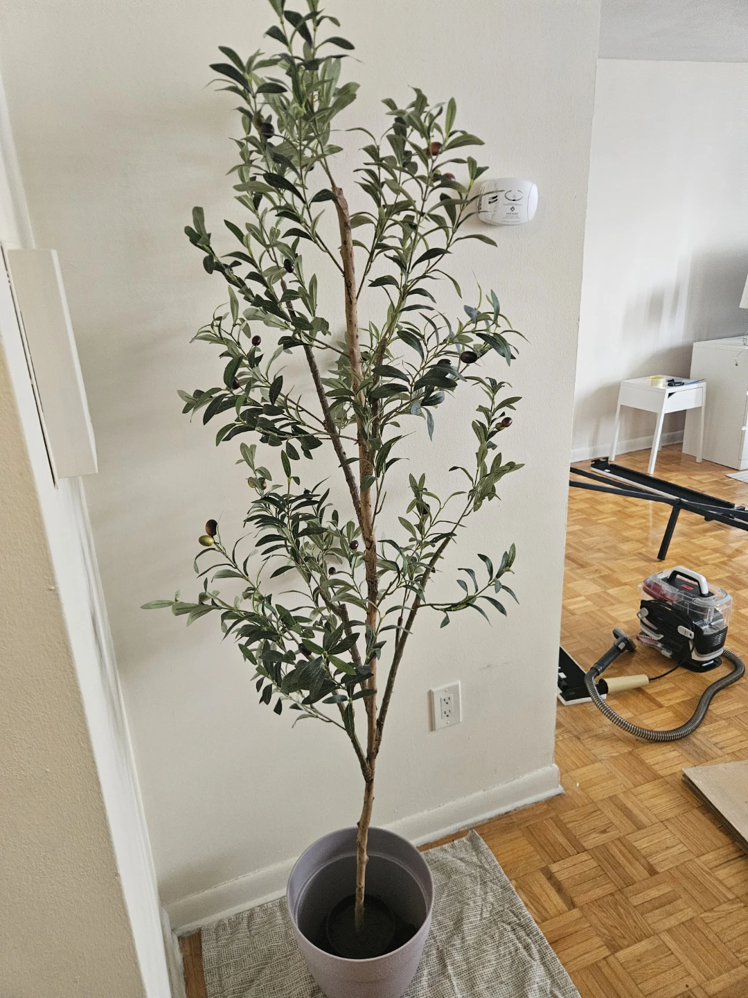 6 feet olive tree