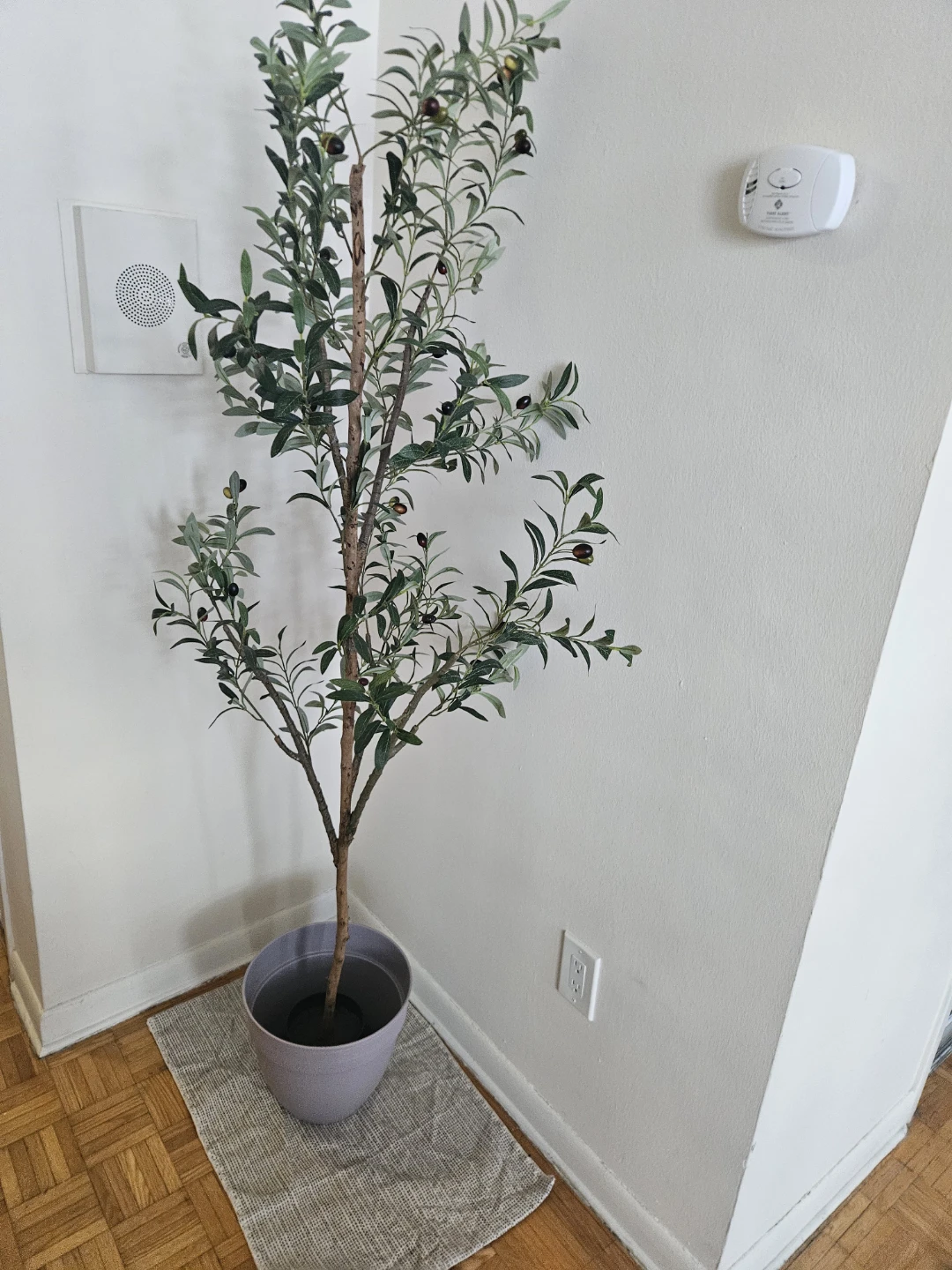 6 feet olive tree - photo 2