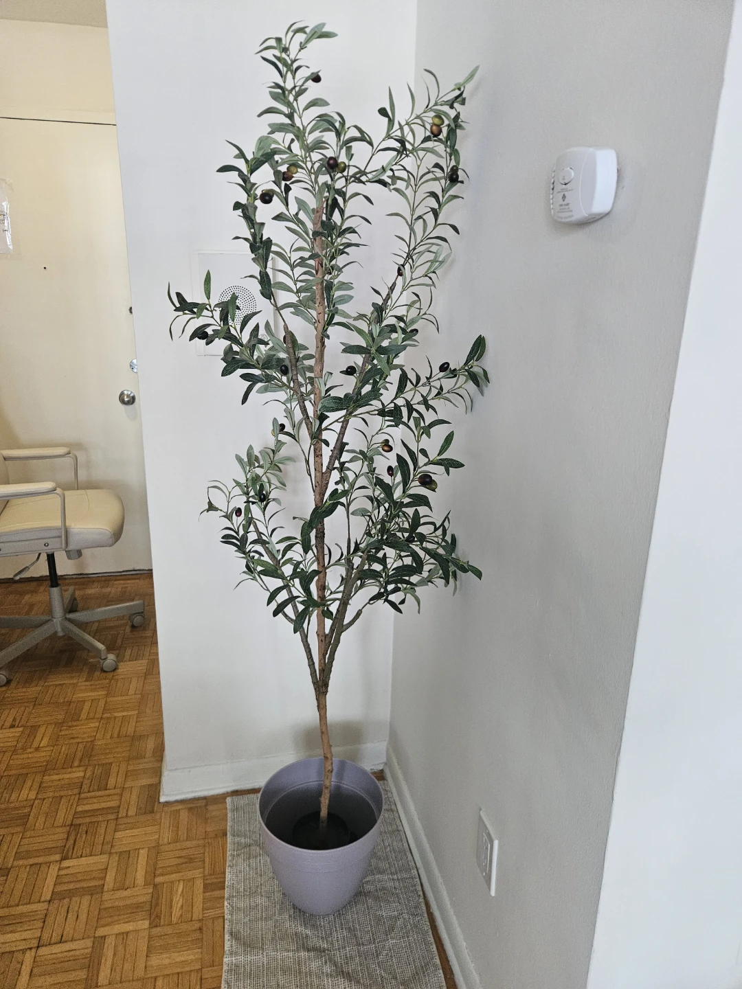 6 feet olive tree - photo 3