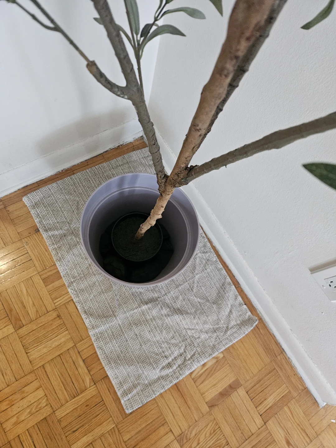 6 feet olive tree - photo 4