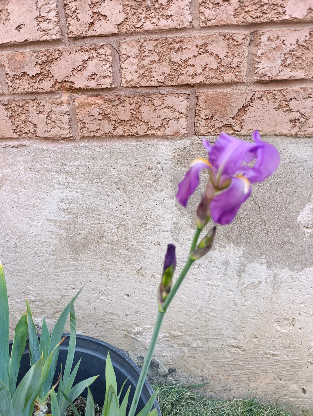 Potted Iris Plant with Purple Flower - photo 3