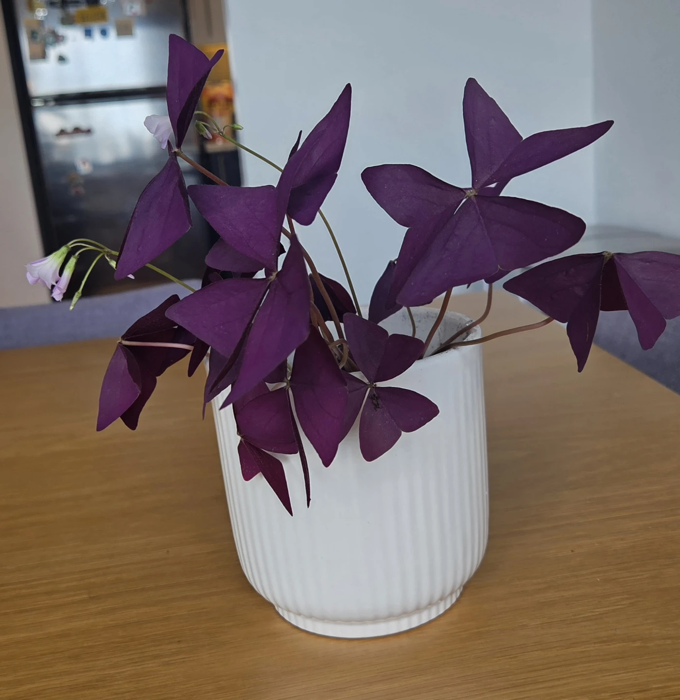 Purple Shamrock Plant in White Pot