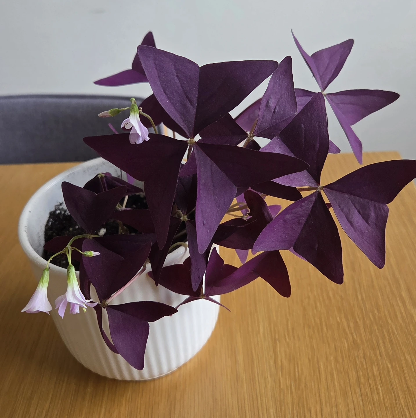 Purple Shamrock Plant in White Pot - photo 2
