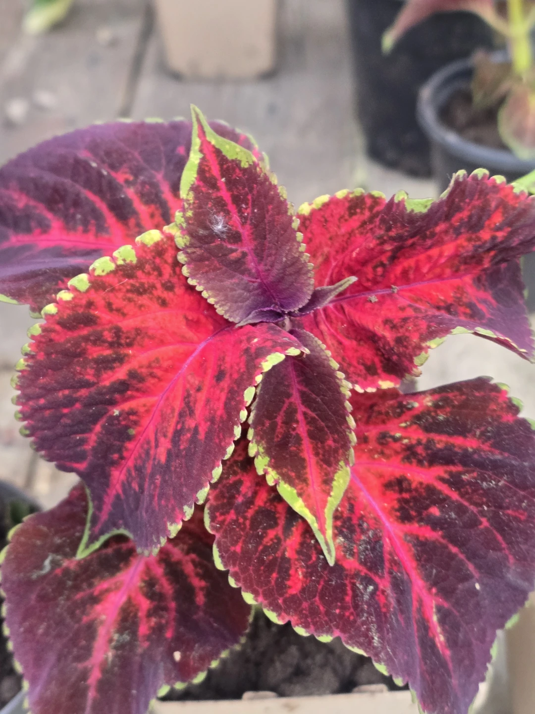 Beautiful Coleus Plants⚽