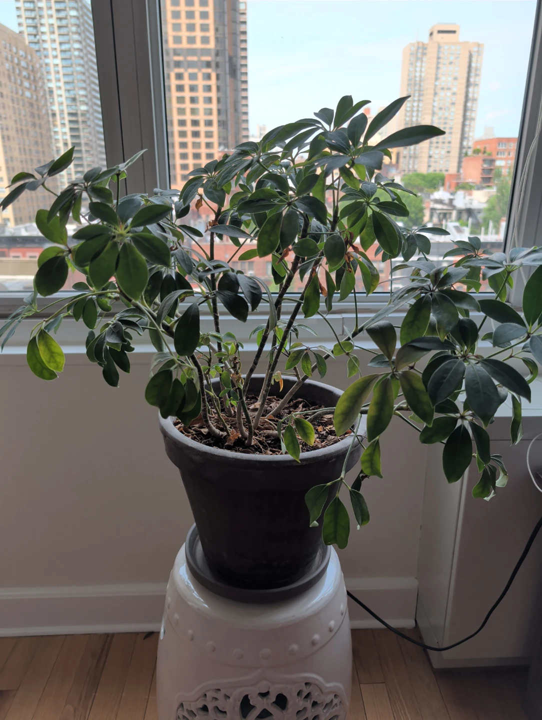 Schefflera Plant + Ceramic Pot