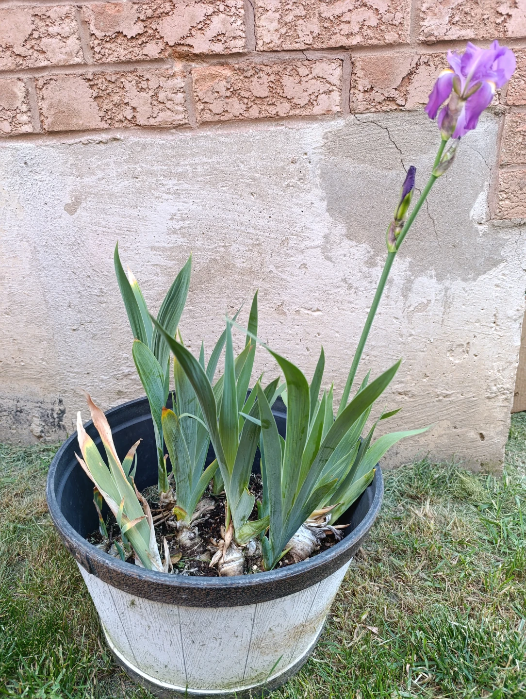 Potted Iris Plant with Purple Flower - photo 2
