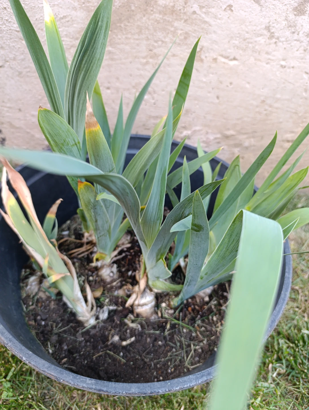 Potted Iris Plant with Purple Flower - photo 4