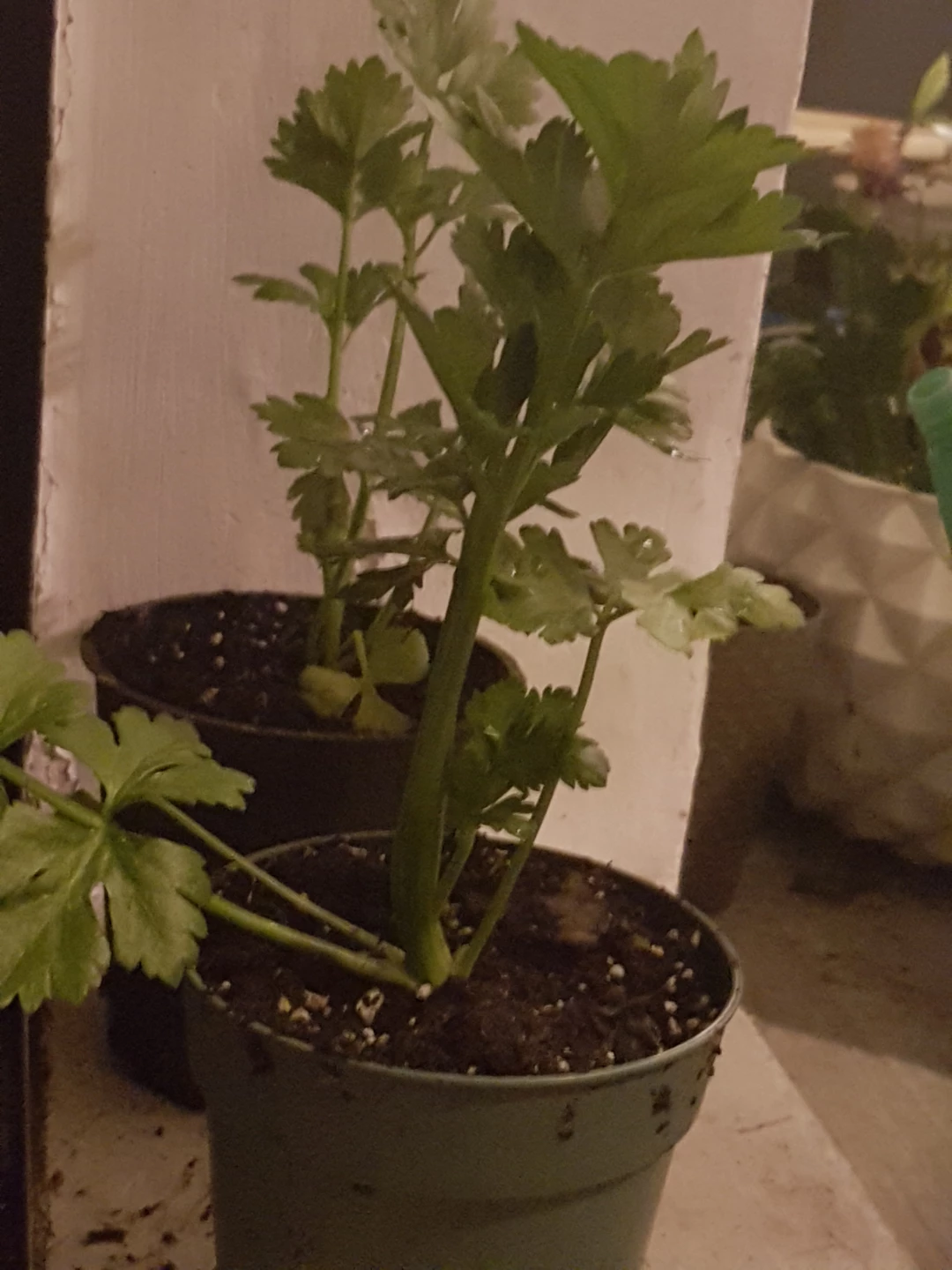 Celery Plants in Pots each one - photo 4