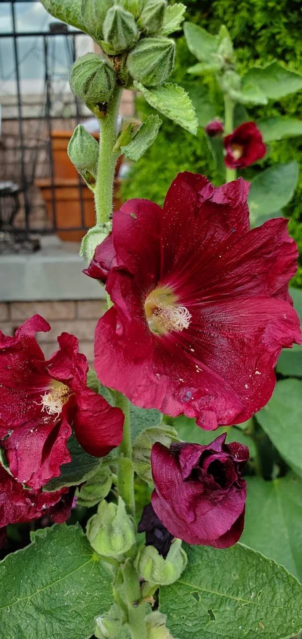 Hollyhocks - photo 2