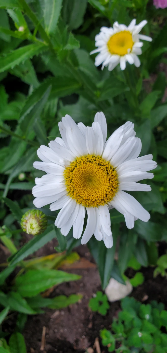 Sweet Daisy Christine