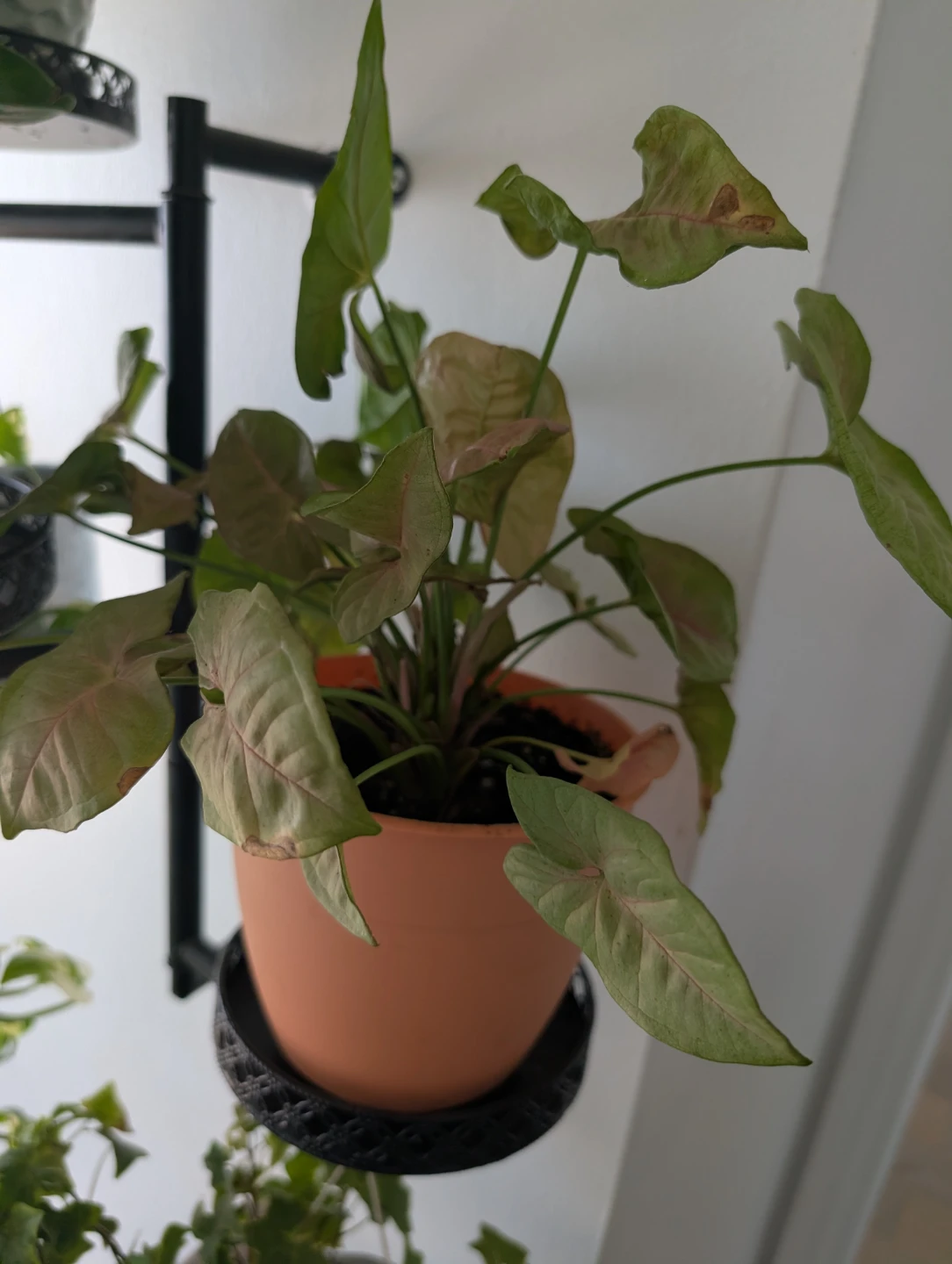 Indoor plants with pots - photo 2