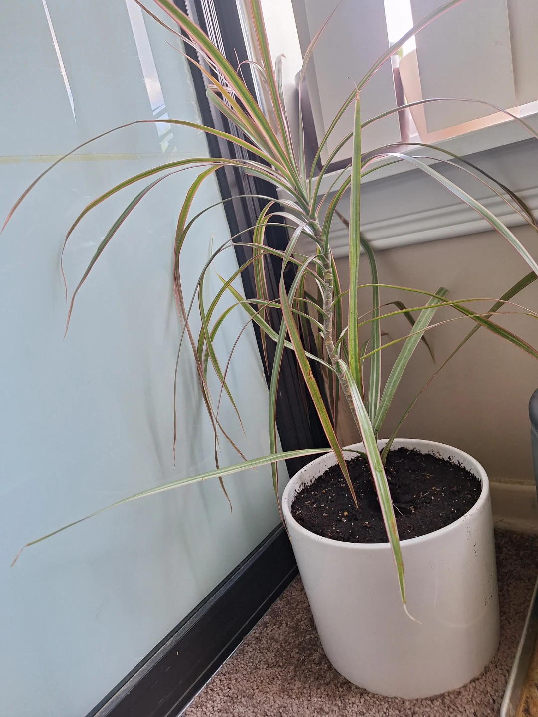 Dracaena Marginata Plant with ceramic pot⚽