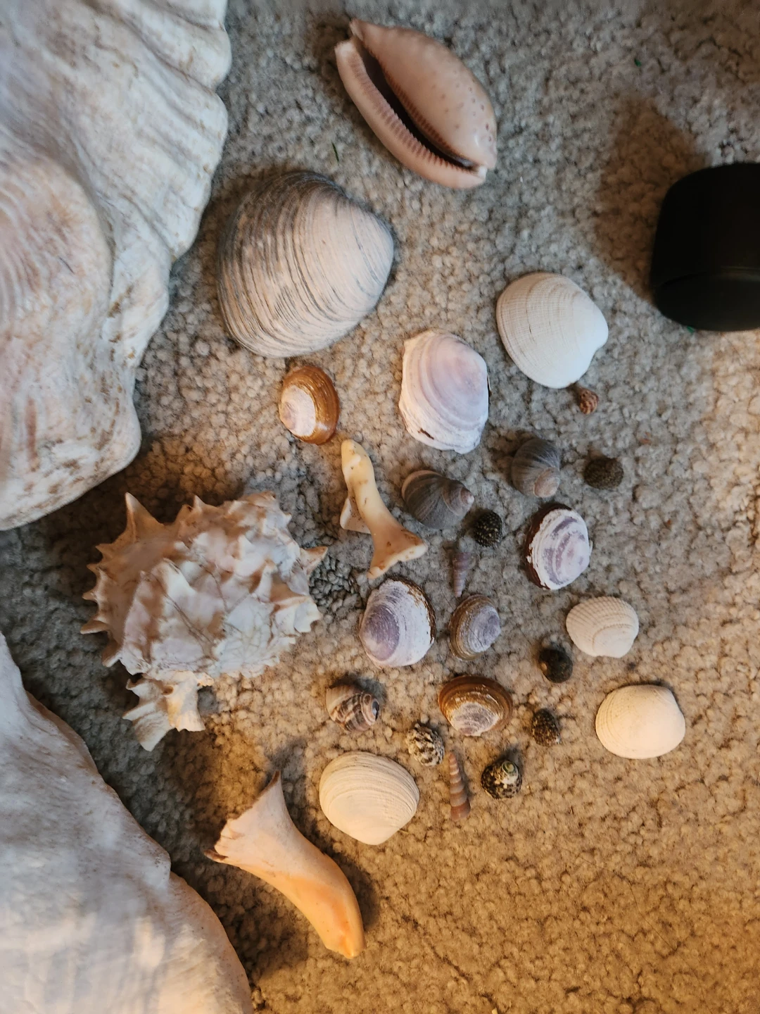 Assorted Seashells and Rocks Collection - photo 3
