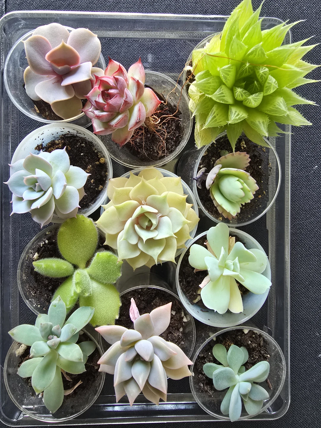 Assorted Succulents in Small Pots