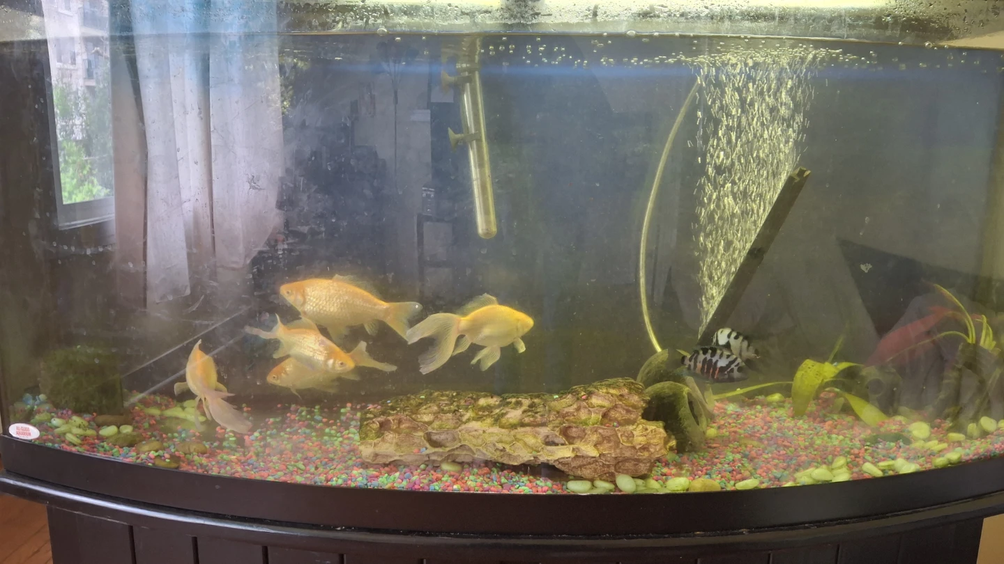 90 gallons Curved Aquarium with Stand & 9 fishes - photo 3